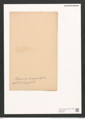 Nitzschia fluminensis var. ? angusta Grun. (de-Toni-Nr.: Genus 47, Species 2079) Zeichnungen Sammlung Grunow (NHMW-BOT-W0371982)